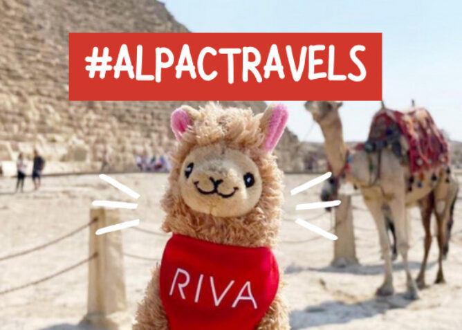 stuffed alpaca in front of great pyramid